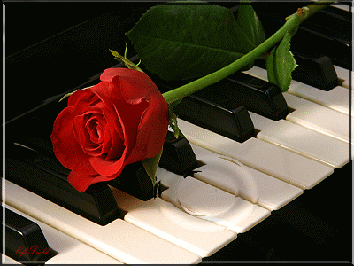 rosa e pianoforte